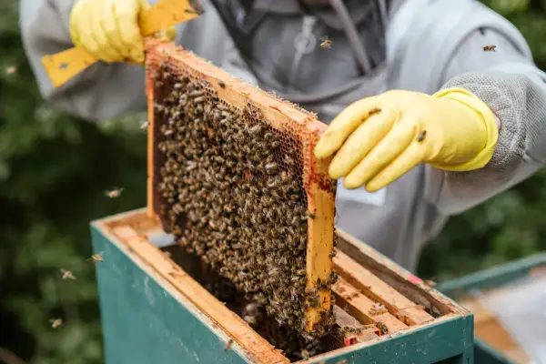 Biskötare med gula handskar inspekterar en bikupa full med bin. Honung nyttigt för hälsan, en gåva från naturen.